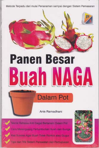 Panen Besar Buah Naga Dalam Pot