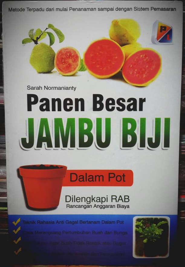 Panen Besar Jambu Biji Dalam Pot